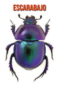Escarabajo