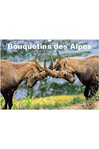 Bouquetins Des Alpes 2017