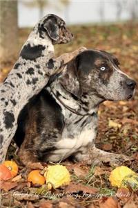 Catahoula Leopard Dog January Notebook Catahoula Leopard Dog Record, Log, Diary, Special Memories, To Do List, Academic Notepad, Scrapbook & More