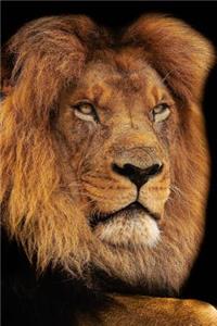 Magnificent Male African Lion Portrait Journal