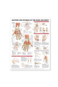 Anatomy and Injuries of the Hand and Wrist Anatomical Chart