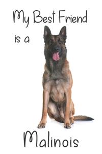 My best Friend is a Malinois