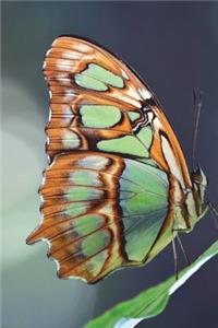 Siproeta Stelenes Malachite Butterfly Journal