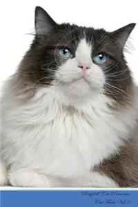 Ragdoll Cat Presents