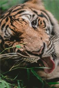 Regal Tiger Chomping Grass