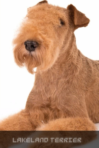 Lakeland Terrier