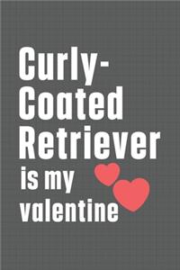 Curly-Coated Retriever is my valentine