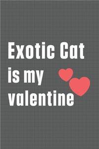 Exotic Cat is my valentine
