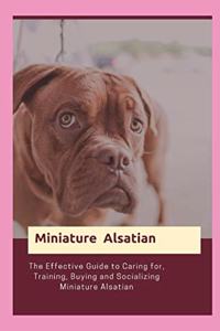 Miniature Alsatian