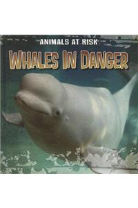 Whales in Danger