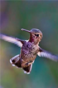 Hummingbird Journal