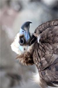 Intense Black Vulture Up-Close Portrait Bird of Prey Journal