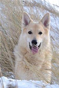 Happy Dog Sitting on the Beach Pet Journal