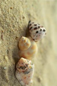 The Three Seashells on the Beach Journal