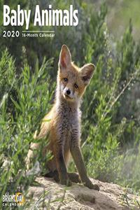 BABY ANIMALS WALL CALENDAR 2020