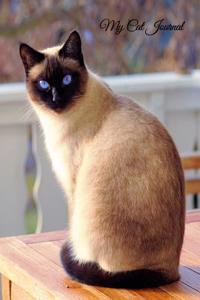My Cat Journal