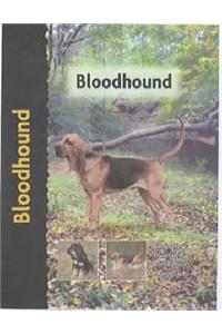 Bloodhound