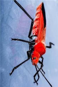 Red Beetle Journal