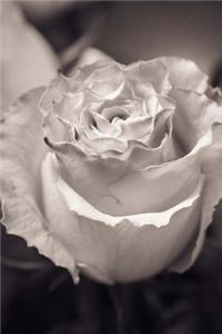 Beautiful White Wedding Love Rose