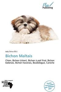 Bichon Maltais