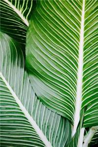 Gorgeous Green Palm Fronds Journal