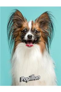 Papillon