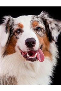 Australian Shepherd Notebook