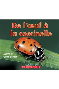 Lire Et D?couvrir: de l'Oeuf ? La Coccinelle