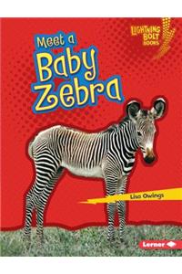 Meet a Baby Zebra