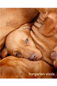 Hungarian Vizsla