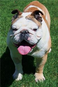 Hot and Happy English Bulldog Journal: 150 Page Lined Notebook/Diary