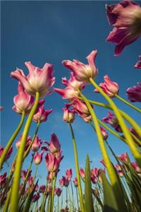 A Gorgeous Unique View from Underneath Pink and White Tulips Flower Journal