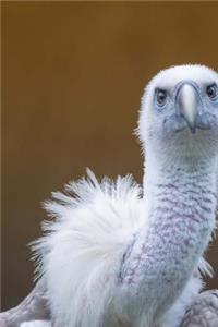 Griffon Vulture Stare Down Journal
