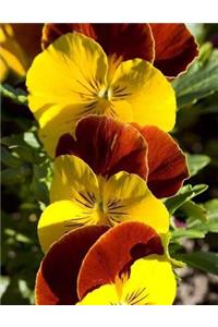 Pansy Pansies Flower Floral Blossom Bloom Plant Annual Bulb Bulbs Annuals Garden