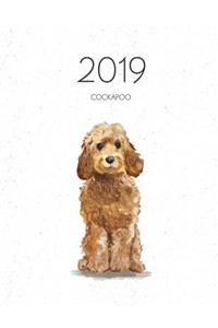 2019 Cockapoo