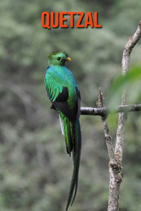 Quetzal