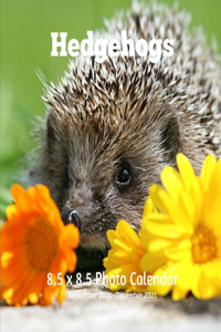 Hedgehogs 8.5 X 8.5 Calendar September 2020 -December 2021