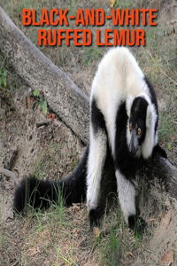 Black-and-White Ruffed Lemur