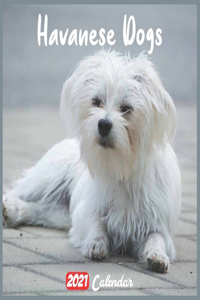 Havanese Dogs 2021 Calendar