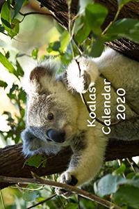 Koalas Calendar 2020