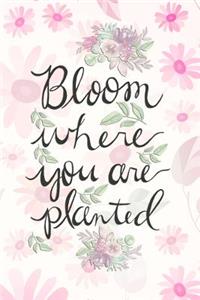 Bloom Where You Are Planted