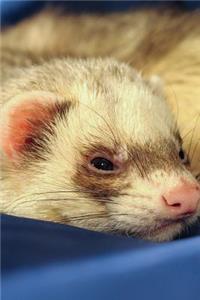 Cute Sleepy Ferret Portrait Journal