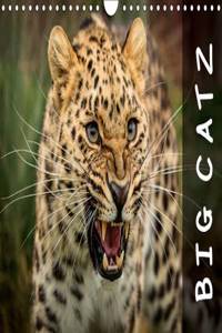 Big Catz 2017