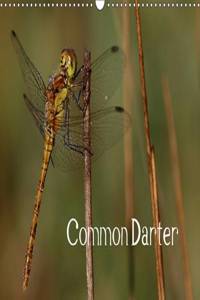 Common Darter 2017