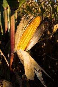 Sweet Corn in the Field Summer Journal