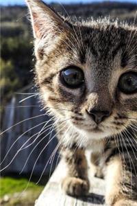 Curious Little Tabby Kitten Up Close Journal