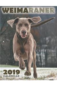 Weimaraner 2019 Calendar