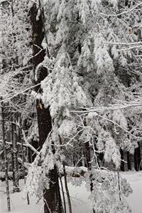 2019 Weekly Planner Winter Season Snowy Woods 134 Pages