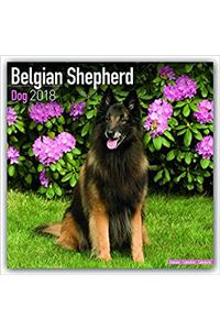 Belgian Shepherd Dog Calendar 2018