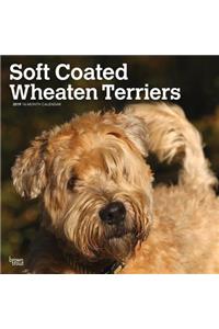Wheaten Terriers, Soft Coated 2019 Square Wall Calendar